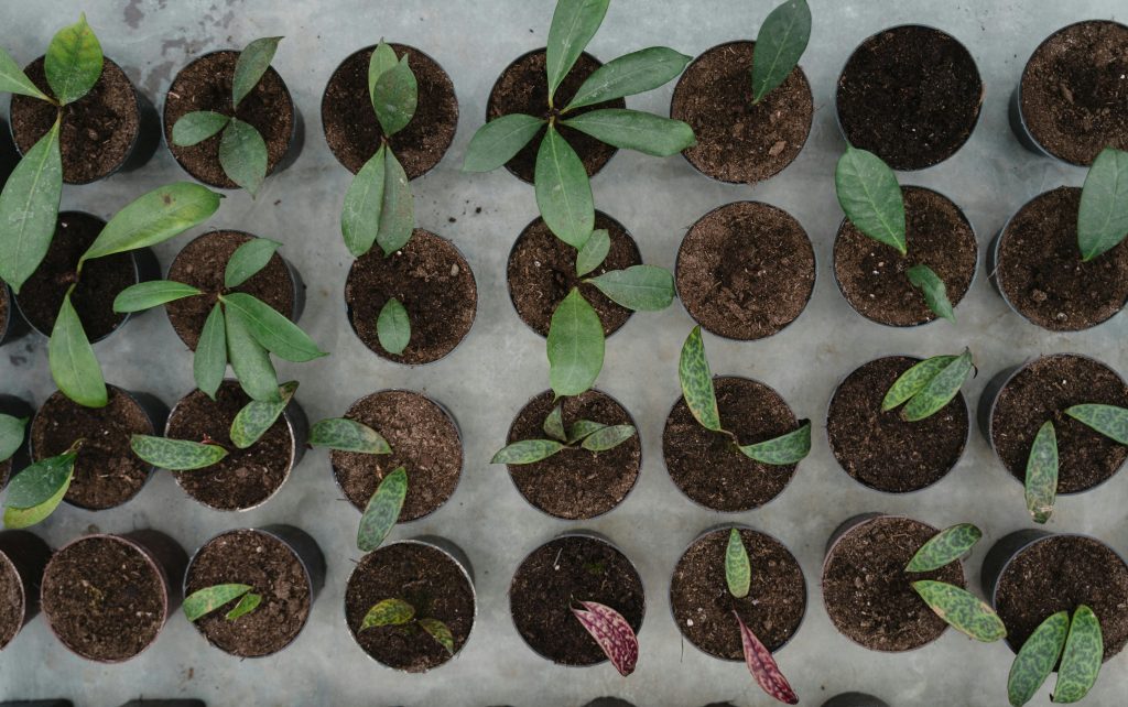 Aerial view of neatly arranged green plant seedlings in soil-filled pots.